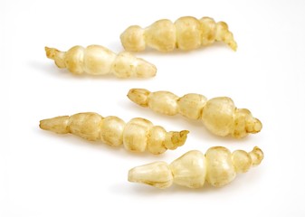 Crosne or Chinese Artichoke, stachys affinis against White Background