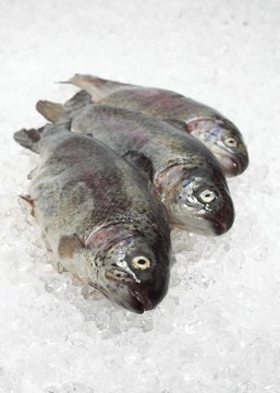 Rainbow Trout, salmo gairdneri, Fresh Fishes on Ice