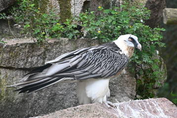 a bearded vulture, bird of prey