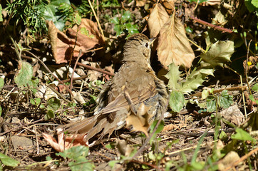 Amsel und Drossel auf Wiese