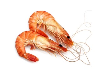 Fresh Prawns, palaemon serratus against White Background