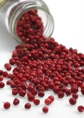 Pink Pepper, schinus terebinthifolius