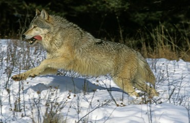 Obraz premium North American Grey Wolf, canis lupus occidentalis, Adult running on Snow, Canada