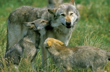 European Wolf, canis lupus, Mother and Cub
