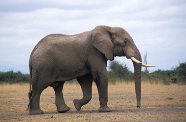 Obraz premium African Elephant, loxodonta africana, Amboseli Park in Kenya