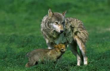 Obraz premium European Wolf, canis lupus, Mother and Cub