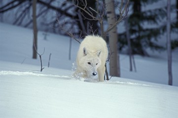 Arctic Wolf, canis lupus tundrarum, Adult walking on Snow, Alaska