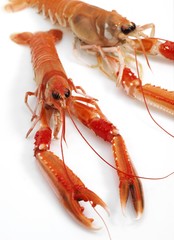 Dublin Bay Prawn or Norway Lobster or Scampi, nephrops norvegicus against White Background