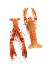 Dublin Bay Prawn or Norway Lobster or Scampi, nephrops norvegicus against White Background