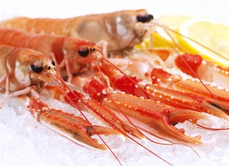 Dublin Bay Prawn or Norway Lobster or Scampi, nephrops norvegicus on Ice