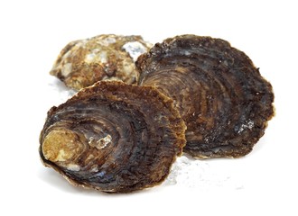 French Belon Oyster, ostrea edulis © slowmotiongli