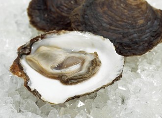 French Belon Oyster, ostrea edulis on Ice