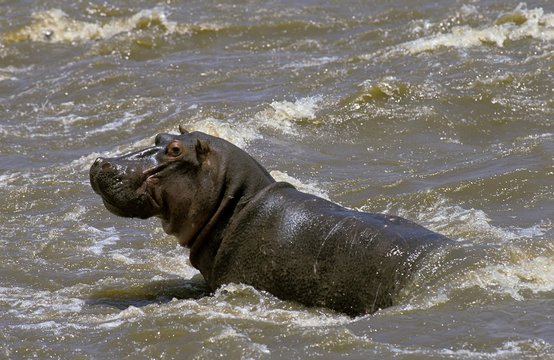 Hippopotamus, hippopotamus amphibius standing in Mara River, Masai Mara Park in Kenya
