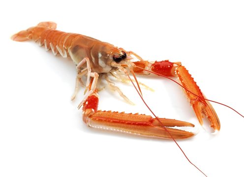 Dublin Bay Prawn or Norway Lobster or Scampi, nephrops norvegicus against White Background