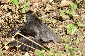 Amsel und Drossel auf Wiese