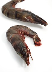 Fresh Mediterranean Praws or Gambas against White Background