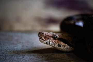 Portrait d'un boa constricteur dans un vivarium