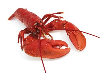 Boiled Lobster, homarus gammarus against White Background