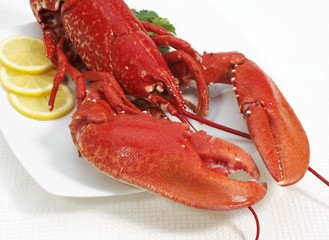 Plate with Boiled Lobster, homarus gammarus and Lemon