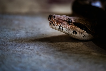 Portrait d'un boa constricteur dans un vivarium