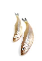 Fresh Smelts, osmerus eperlanus against White Background