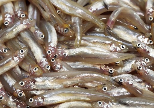 Fresh Smelts, osmerus eperlanus against White Background