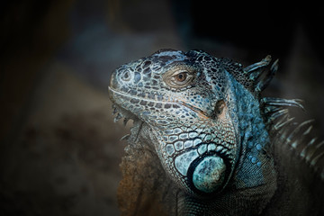 Iguane vert d'Amérique du Sud dans un terrarium