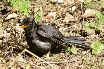 Amsel und Drossel auf Wiese
