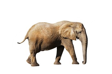 Fototapeta na wymiar African Elephant, loxodonta africana against White Background