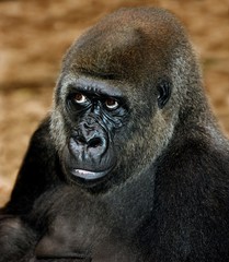 Obraz premium Eastern Lowland Gorilla, gorilla gorilla graueri, Portrait of Female