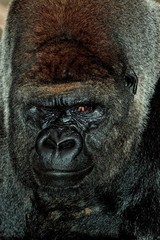 Fototapeta premium Eastern Lowland Gorilla, gorilla gorilla graueri, Portrait of Male