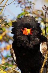 Bateleur Eagle, terathopius ecaudatus, Portrait of Adult