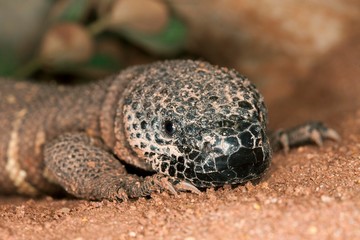 Beaded Lizard, heloderma horridum, a Venomous Specy