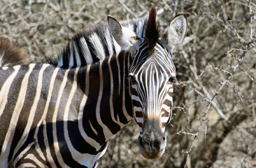 Detailaufnahme von Zebras im Krüger-NationalparK in Südafrika 