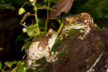 Amazon Milk Frog, phrynohyas resinifictrix, Adults