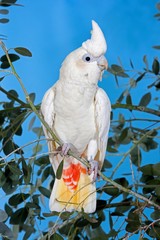 Philippine Cockatoo or Red-Vented Cockatoo, cacatua haematuropygia, Adult standing on Branch © slowmotiongli