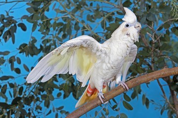 Philippine Cockatoo or Red-Vented Cockatoo, cacatua haematuropygia, Adult taking off from Branch
