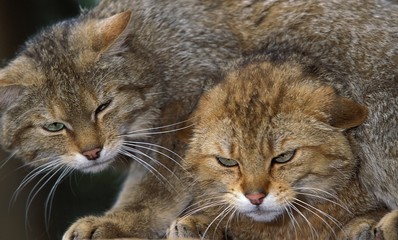 European Wildcat, felis silvestris, Portrait of Adults