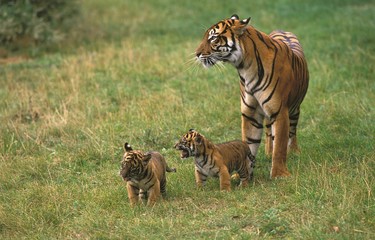 Sumatran Tiger, panthera tigris sumatrae, Mother with Cub