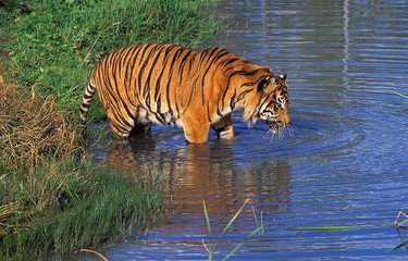 Fototapeta na wymiar Sumatran Tiger, panthera tigris sumatrae, Adult entering Water