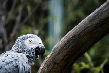 Portrait d'un perroquet gris du Gabon