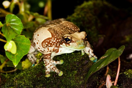 ジュウジメドクアマガエル」の画像 - 493 件の Stock 写真、ベクター ...