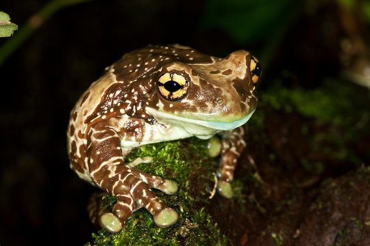Amazon Milk Frog, phrynohyas resinifictrix, Adult
