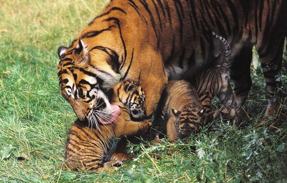 Sumatran Tiger, panthera tigris sumatrae, Mother Licking Cub