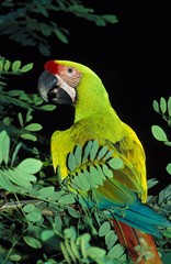 Great Green Macaw or Buffon's Macaw, ara ambigua, Adult standing on Branch © slowmotiongli