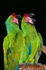 Military Macaw, ara militaris, Pair with Open Beak against Black Background © slowmotiongli
