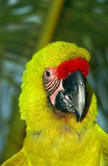 Great Green Macaw or Buffon's Macaw, ara ambigua, Portrait of Adult © slowmotiongli