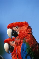 Red-and-Green Macaw, ara chloroptera, Pair © slowmotiongli