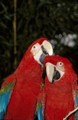 Red-and-Green Macaw, ara chloroptera, Pair Courting © slowmotiongli