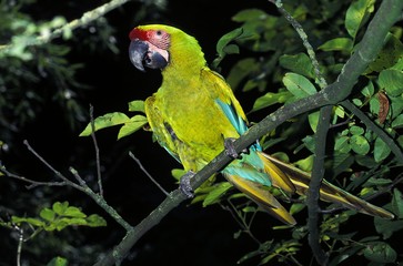Great Green Macaw or Buffon's Macaw, ara ambigua, Adult standing on Branch © slowmotiongli